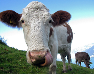 Come aprire una fattoria di successo