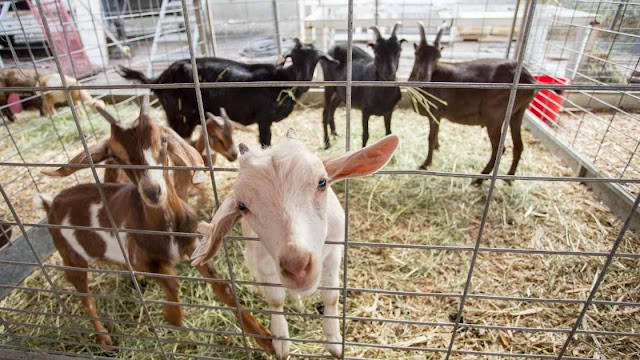 Panduan Membuat Kandang Kambing Sederhana