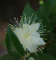 Flor blanca i bonica per Teresa Grau Ros