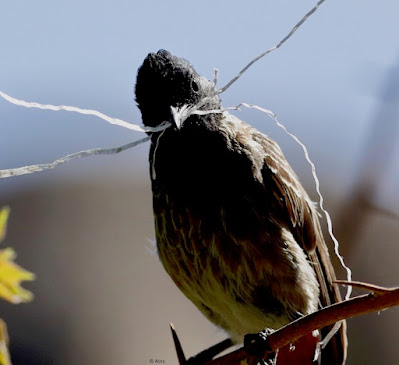 Red-vented Bulbul