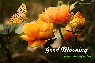 cool morning wishes with Beautiful flowers butterfly