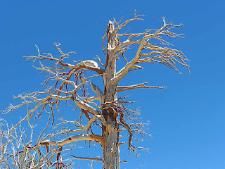 Tree Branches Blue Sky Mount San Jacinto State Park (c) David Ocker