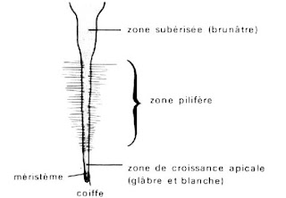 Différentes zones des racines