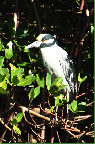 night heron