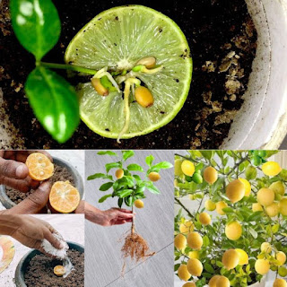 Cómo cultivar un limonero en maceta