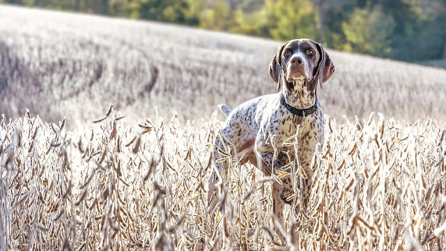 German Shorthaired Pointer