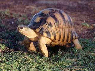 radiated tortoise