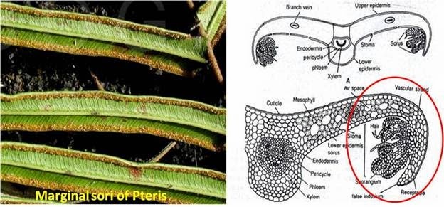 Indusium is a fragile membranous construction that protects the sporangium or sorus inwards  MR X Difference betwixt True in addition to False Indusium