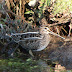Snipes Hayscastle 24th Dec.