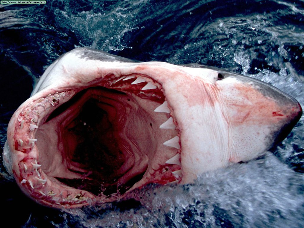 The Great White Shark | Top Desktop No.1
