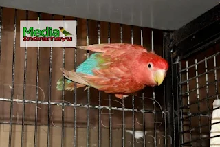 harga lovebird biola euwing, harga lovebird biola 2018, macam macam lovebird dan harganya, jenis lovebird termahal, harga lovebird parblue, jenis lovebird di indonesia, harga lovebird biola biru 2017, harga lovebird batman, lovebird blorok termahal, lovebird biola blue, lovebird biola lutino, lovebird biola isabella, cara mencetak lovebird biola, jenis lovebird biru, jenis lovebird fischeri, jenis lovebird biola, jenis lovebird paling bagus, jenis lovebird import, jenis lovebird pastel