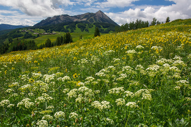 Mount Crested Butte in summer with lush alpine wildflowers