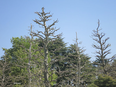 dormant trees, April, Tokyo