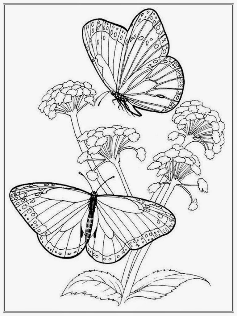 Download Adult Coloring Pages Butterfly | Realistic Coloring Pages
