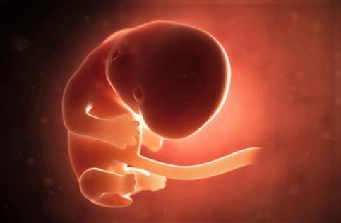 مراحل نمو الجنين بالصور شهريا فى بطن الأم في الشهر الثاني