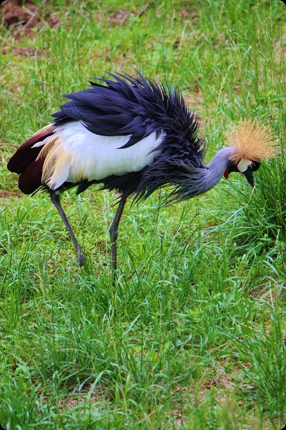 Zoo4 073