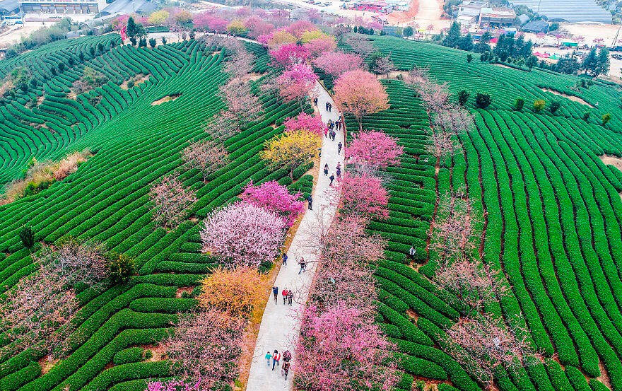 22 Magical Photos Of Cherry Blossoms That Have Just Bloomed In China