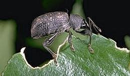 Adult vine weevil eating a hole in a leaf