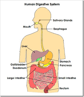 Hasil gambar untuk sistem pencernaan