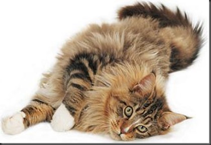 gato-maine-coon