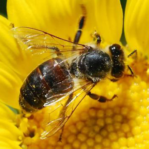 Pictures Of Honeybee - Free Honeybee pictures 