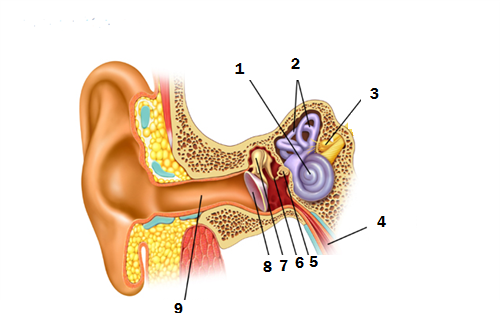 25+ Struktur Telinga Untuk Soal