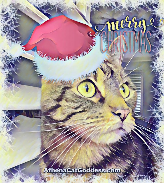 tabby cat with Santa hat