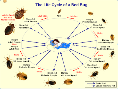 Baby  Bugs Pictures on Picture Insights  Bed Bugs