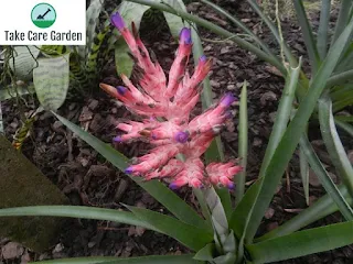 Aechmea Distichantha: The Perfect Houseplant for Beginners