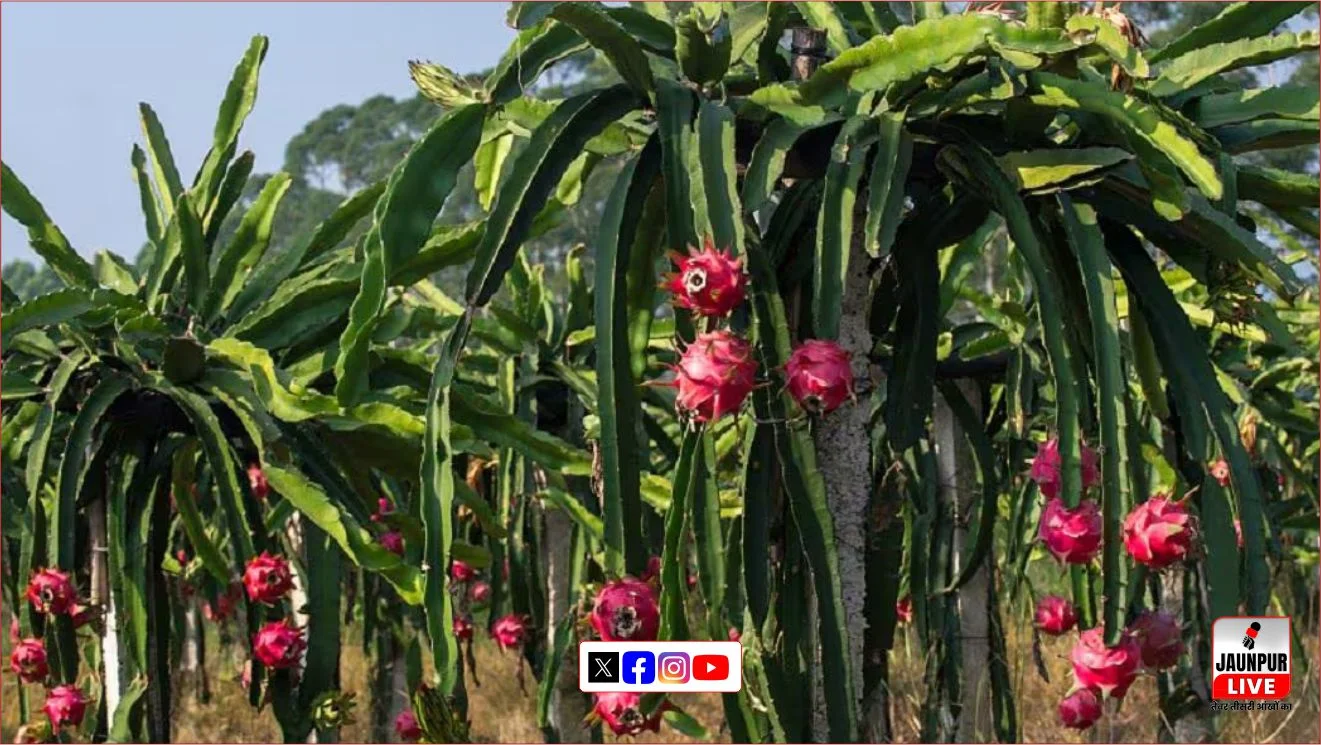 Now subsidy on dragon fruit cultivation is Rs 2.70 lakh