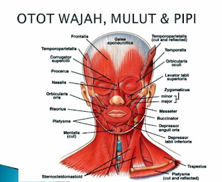 daftar otot wajah lengkap pada muka manusia