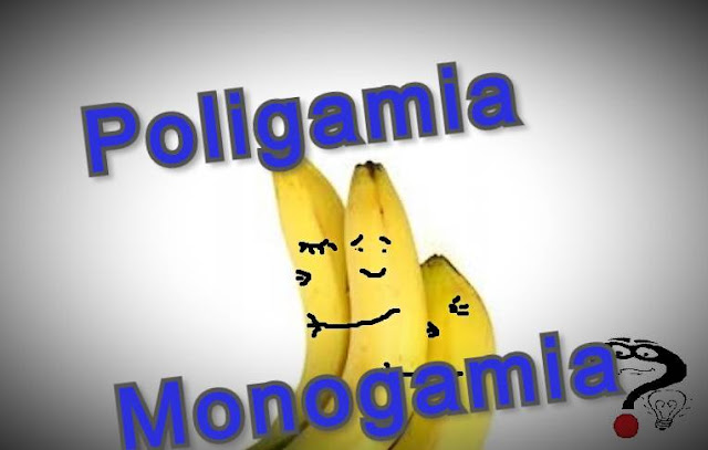 poligamia