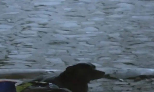 PERRO PITBULL PROTEGE CUERPO DE SU DUEÑO ASESlNADO, IMPIDE A POLICÍAS ACERCARSE. 
