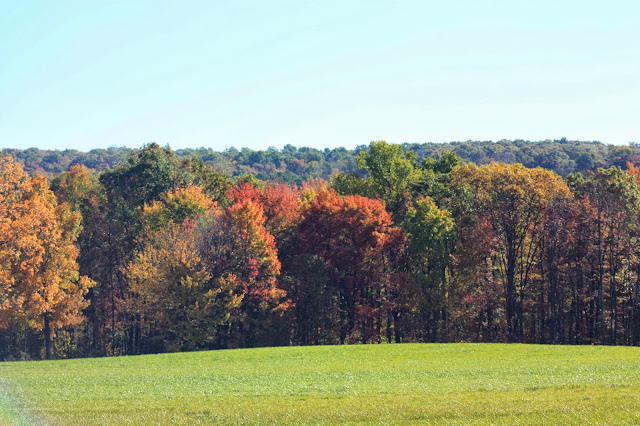 Tall autumn leaves behind a green field