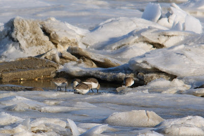 Bûnte Gril - Bonte Strandloper - Calidris alpina