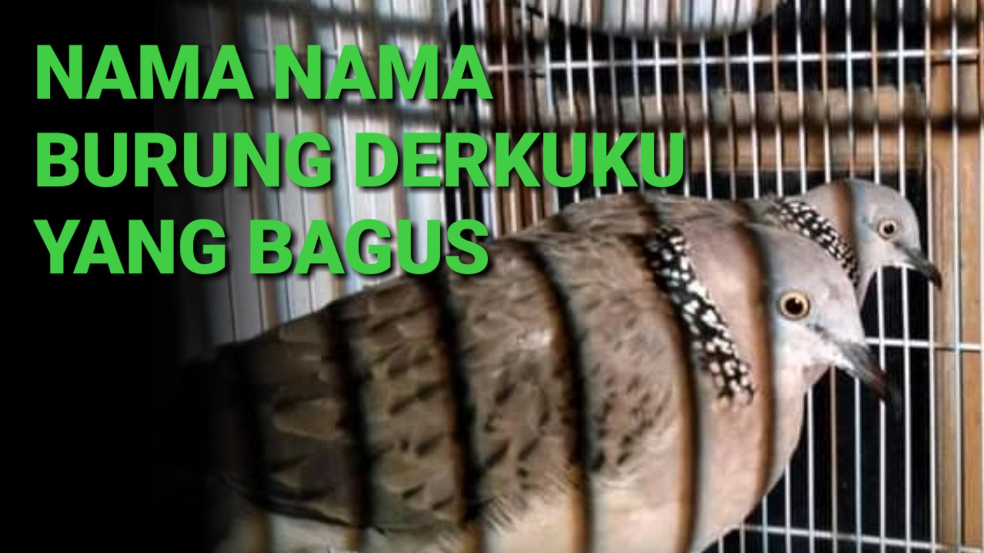 100 Nama Burung Derkuku / Deruk / Puter Yang Bagus dan