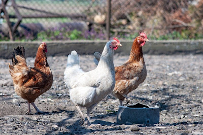 cara perawatan harian ayam kampung