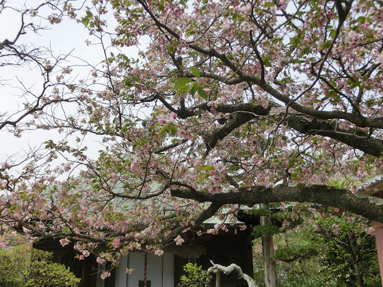 極楽寺の八重一重咲分桜 御車返し 桐ヶ谷桜