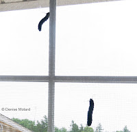 Monarch caterpillars crawling up window screen in search of spot to pupate - © Denise Motard