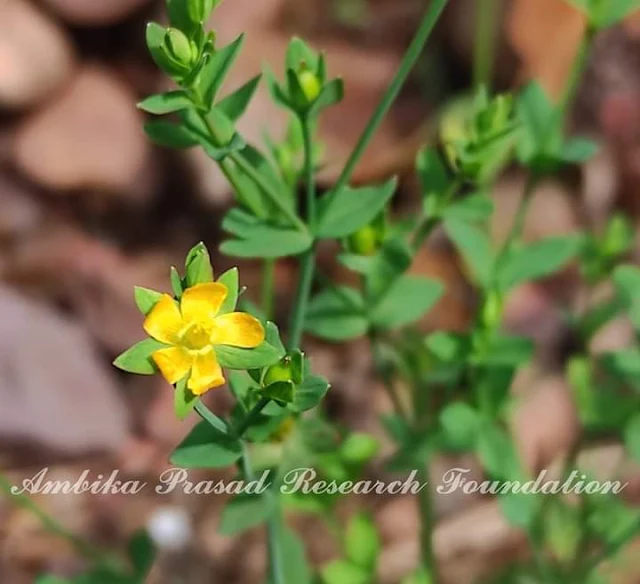 Hypericum japonicum Family : Hypericaceae Common name: Kanike ghas, Chalakjhar Habit : Herb Habitat : Moist or wet areas  Uses: ✔ It is used in the treatment of asthma and dysentery, hepatitis. ✔ The plant has also shown antitumour activity.  ✔ Externally, it is used to treat wounds, leech bites, swellings and fungal skin diseases.