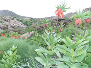 Wild Flower in Mountain