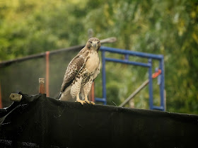 Tompkins Square red-tailed hawk fledgling