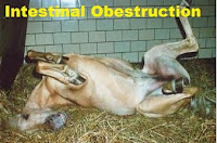 Causes and Treatment of Intestinal obstruction or Intestinal twist in Equines