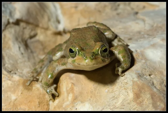 Bufo brongersmai