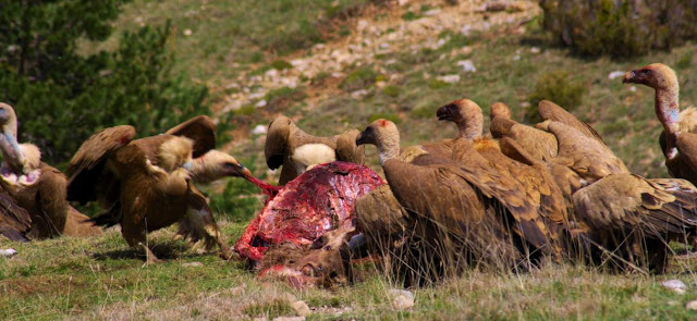 Buitres, animales necrofagos