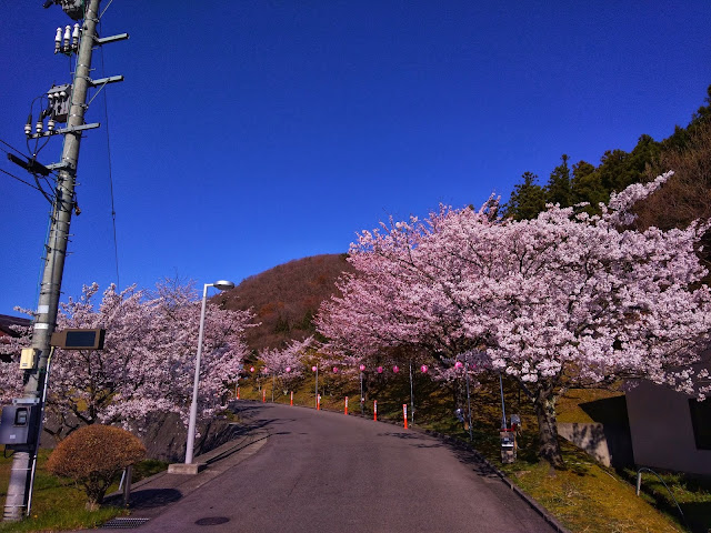 坂と桜と