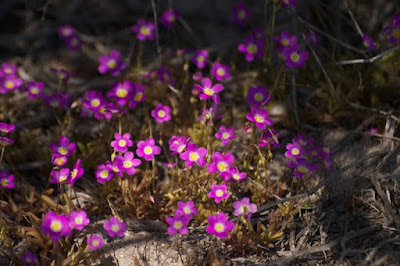 Round-leaved Parakeelya (Calandrinia remota)