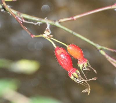 Mandarin or Moyes Rose (Rosa moyesii)?