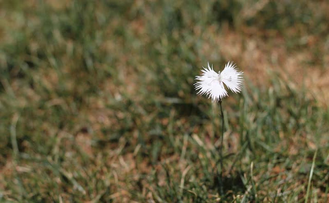 Dianthus Plumarius Flowers Pictures