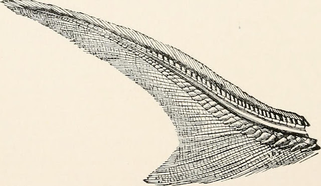 TYPES OF CAUDAL FINS,Heterocercal caudal fin,Diphycercal caudal fin,Homocercal caudal fin,,,,,